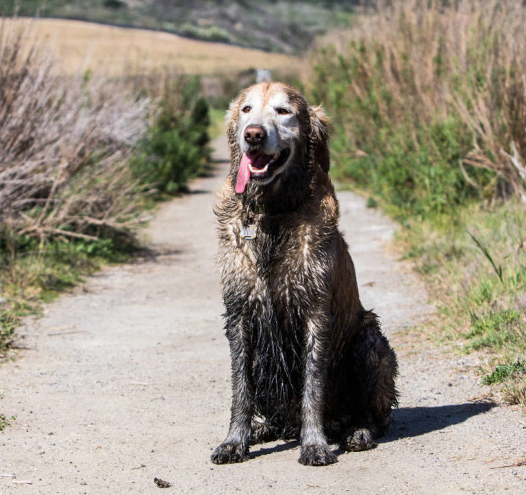 Mobile Hundeschule Solothurn wir kommen zu Ihnen!